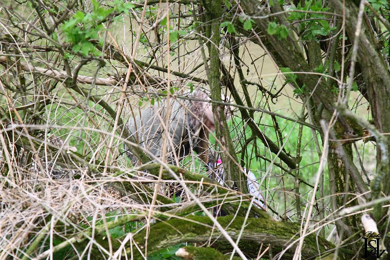 Cistenie Kurimy2017   64.JPG