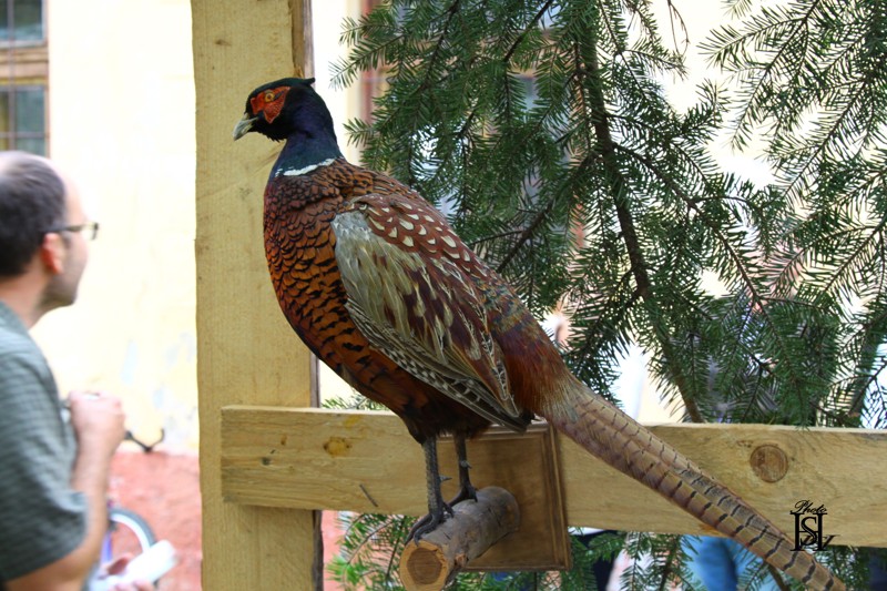 Jurmak 2017   200.JPG