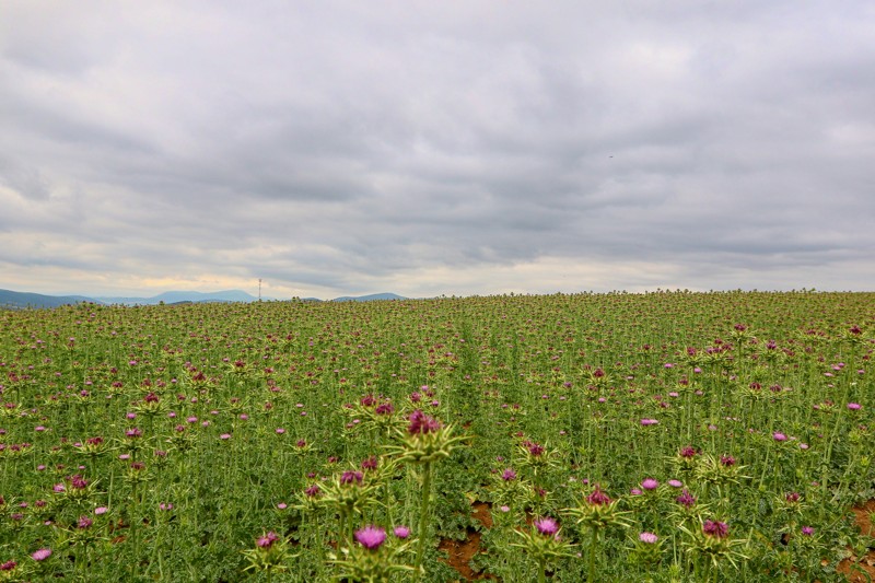 Cestou necestou 18.jpg